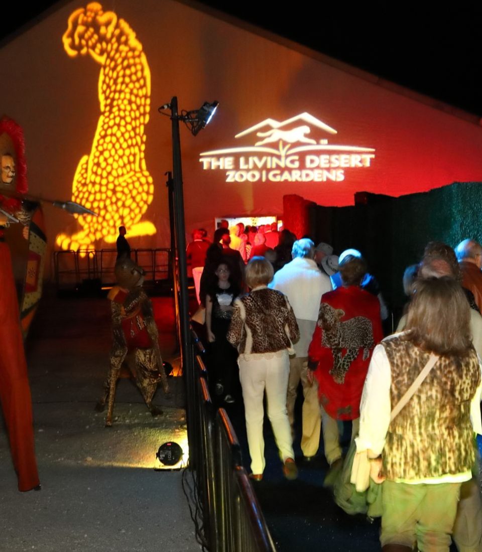 The Living Desert – Cheetah Nights